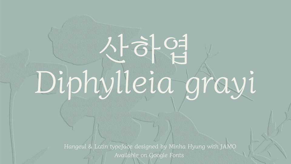 Diphylleia